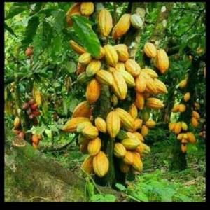 Meet your Posher, Odile